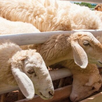 | photo sheeps 143364379