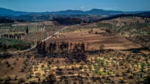 AgroPublic | Δίπλα στον αγρότη, καθημερινά αγροτικά νέα, γεωπονικές δημοσιεύσεις | x16300067062033664889.jpg.pagespeed.ic .u psK4QY3L