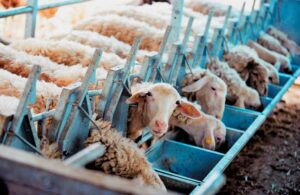 AgroPublic | Δίπλα στον αγρότη, καθημερινά αγροτικά νέα, γεωπονικές δημοσιεύσεις | kthnotrofia