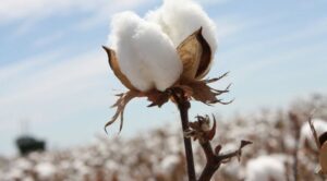 AgroPublic | Δίπλα στον αγρότη, καθημερινά αγροτικά νέα, γεωπονικές δημοσιεύσεις | lacoste vamvaki