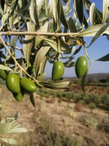 AgroPublic | Δίπλα στον αγρότη, καθημερινά αγροτικά νέα, γεωπονικές δημοσιεύσεις | olives