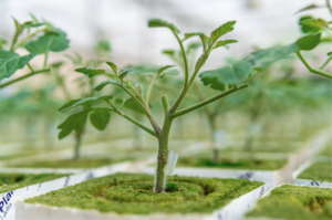 AgroPublic | Δίπλα στον αγρότη, καθημερινά αγροτικά νέα, γεωπονικές δημοσιεύσεις | screen shot 2020 07 02 at 12.00.35