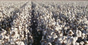 AgroPublic | Δίπλα στον αγρότη, καθημερινά αγροτικά νέα, γεωπονικές δημοσιεύσεις | βαμβακι1