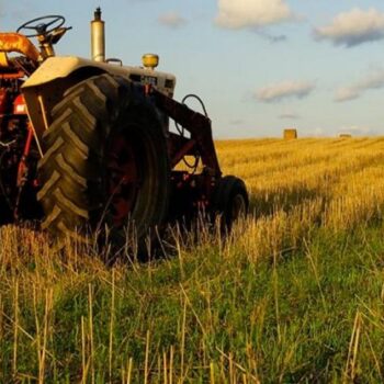 | agrotes 1804