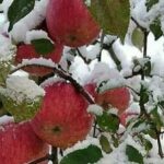 | apple 2