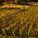 | cheers to the future of georgian wine making