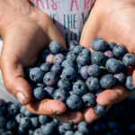 | nor blueberry anargiri 51