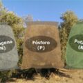 | olive tree fertilizer