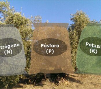 | olive tree fertilizer