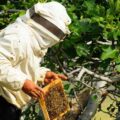 | photo 656901631 beekeeper