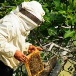 | photo 656901631 beekeeper