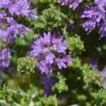 | thyme
