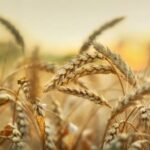 | wheat in early sunlight