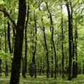 | dasos folois 2