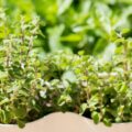 | mistikakipou matzourana kalliergeia se glastra