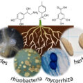 | nematodes