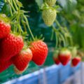 | strawb