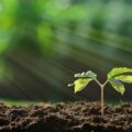 | treeplanting 700x467 1