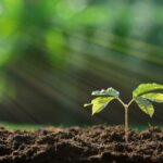 | treeplanting 700x467 1
