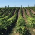 | vineyard