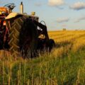 | agrotes 1804
