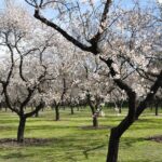| almond trees anthos