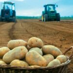 | papates agrotes neurokopi 660