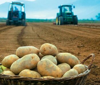 | papates agrotes neurokopi 660