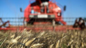 | agrotes intime