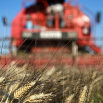 | agrotes intime