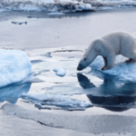 | bear 660 4