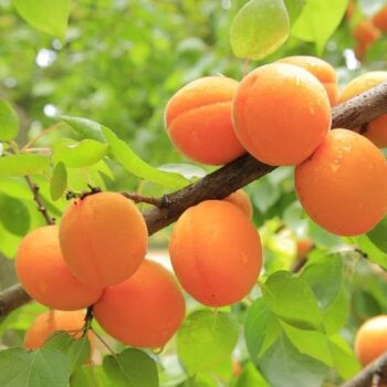 | apricots