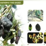 | Γλοιοσπόριο της ελιάς