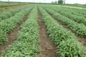 AgroPublic | Δίπλα στον αγρότη, καθημερινά αγροτικά νέα, γεωπονικές δημοσιεύσεις | εικονα αγροτες