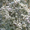 | Olea leucocarpa