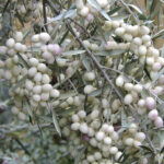 | Olea leucocarpa