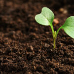| plant2