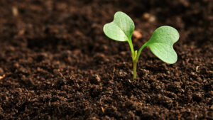 AgroPublic | Δίπλα στον αγρότη, καθημερινά αγροτικά νέα, γεωπονικές δημοσιεύσεις | plant2