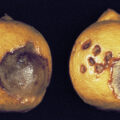| pseudomonas