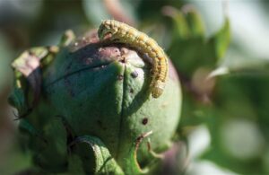 AgroPublic | Δίπλα στον αγρότη, καθημερινά αγροτικά νέα, γεωπονικές δημοσιεύσεις | s3 2