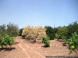 AgroPublic | Δίπλα στον αγρότη, καθημερινά αγροτικά νέα, γεωπονικές δημοσιεύσεις | 487