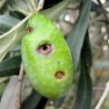 | katapolemisi tou dakou