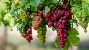 AgroPublic | Δίπλα στον αγρότη, καθημερινά αγροτικά νέα, γεωπονικές δημοσιεύσεις | stafuli