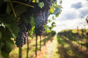 AgroPublic | Δίπλα στον αγρότη, καθημερινά αγροτικά νέα, γεωπονικές δημοσιεύσεις | αμπέλι