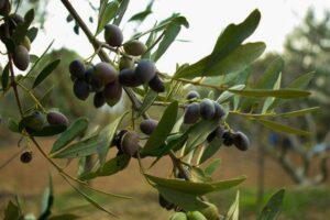 AgroPublic | Δίπλα στον αγρότη, καθημερινά αγροτικά νέα, γεωπονικές δημοσιεύσεις | ελια
