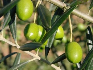 AgroPublic | Δίπλα στον αγρότη, καθημερινά αγροτικά νέα, γεωπονικές δημοσιεύσεις | 4f1fc7e940ef0