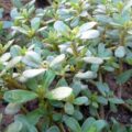 | Portulaca oleracea