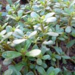 | Portulaca oleracea