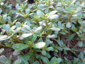 | Portulaca oleracea