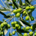 | olive oil